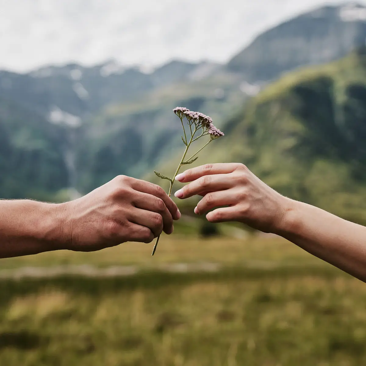Eine Hand reicht einer anderen eine Blume und Berge sind im Hintergrund zu sehen.