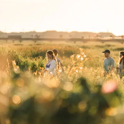 Vier Personen laufen an einem sommerlichen Tag über ein Feld das von der untergehenden Sonne in warme Farben getaucht ist.