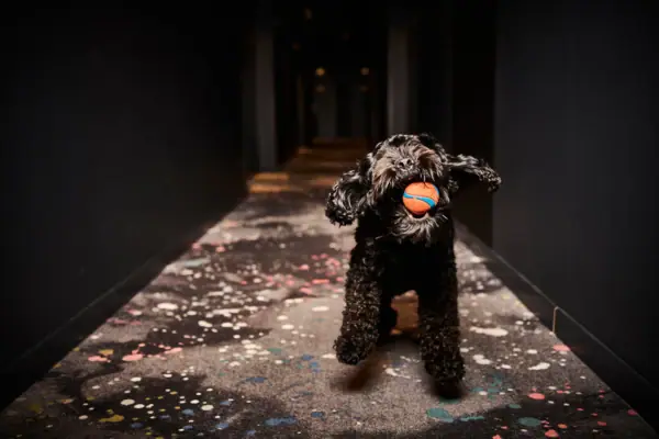 Hund im Urban Nature Hotel St. Peter-Ording Ein schwarzer Hund im Flur vom Urban Nature Hotel St. Peter-Ording.