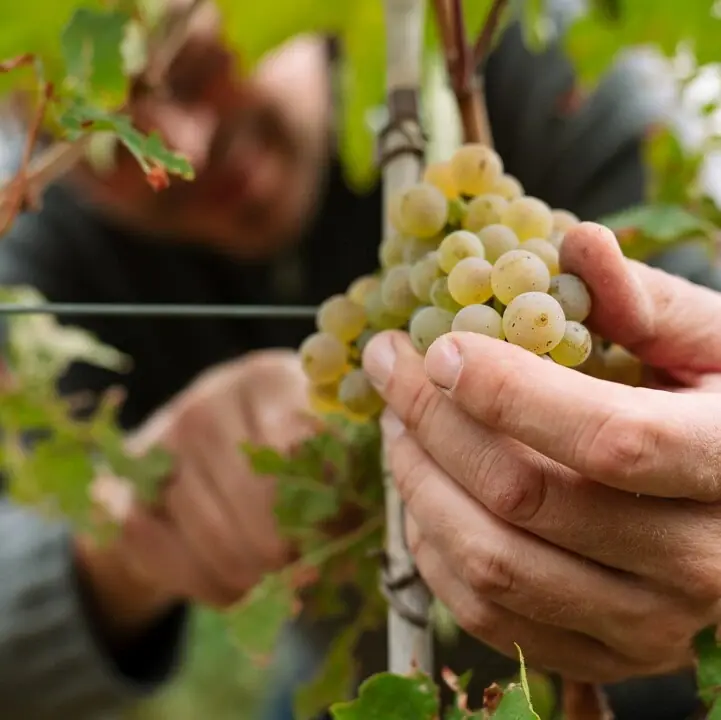 Weingut Partner aja Eine Person hält eine Traube auf einem Weinberg in der Pfalz..