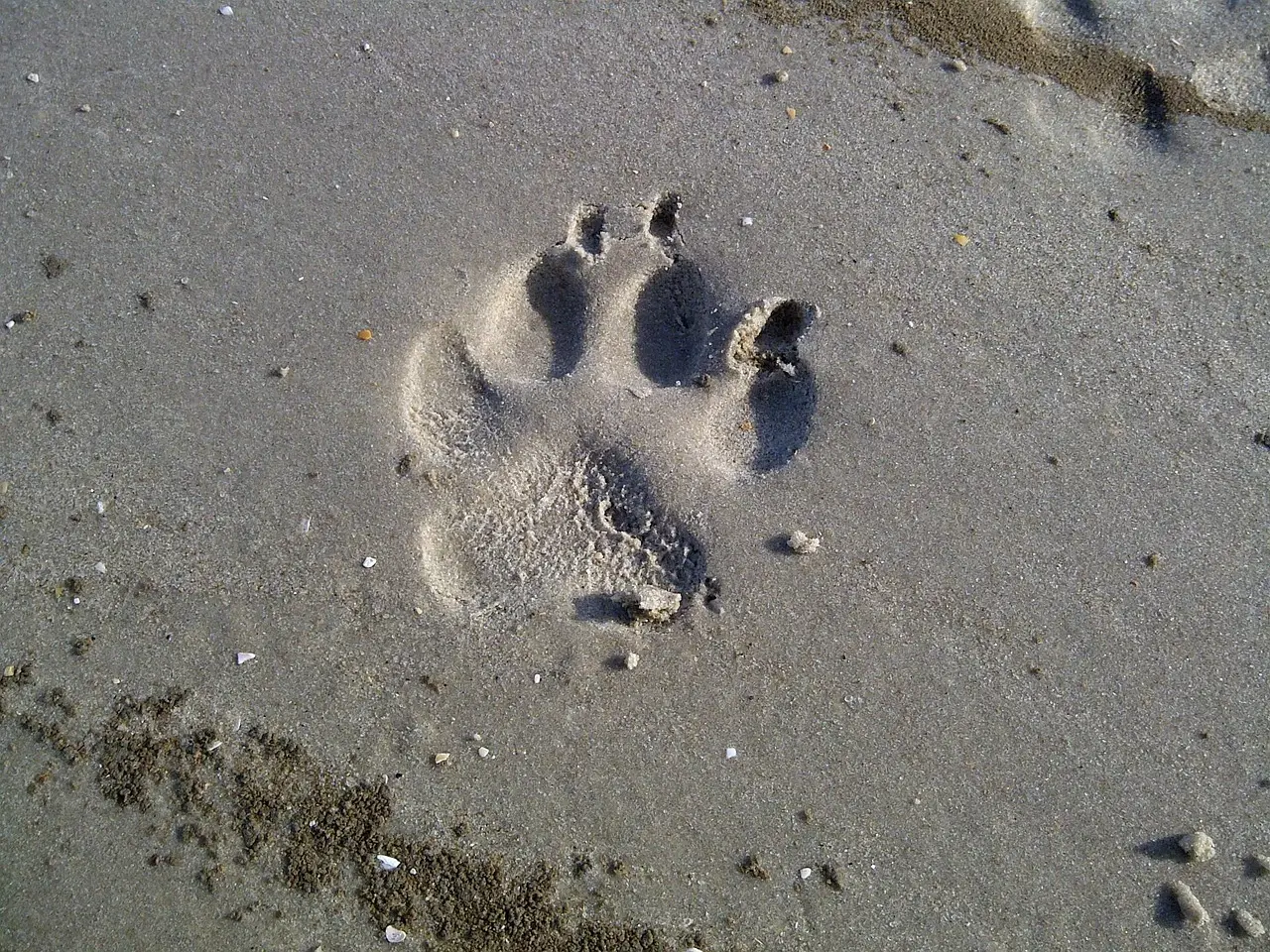 Wattwanderung Hund Ein Abdruck einer Hundepfote im Watt.