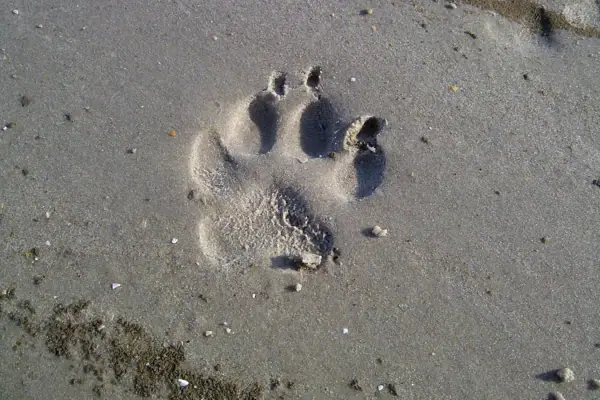 Ein Abdruck einer Hundepfote im Watt.