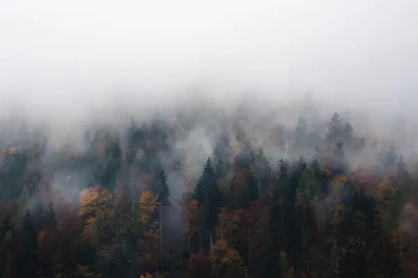 Ein nebliger Wald mit Bäumen.