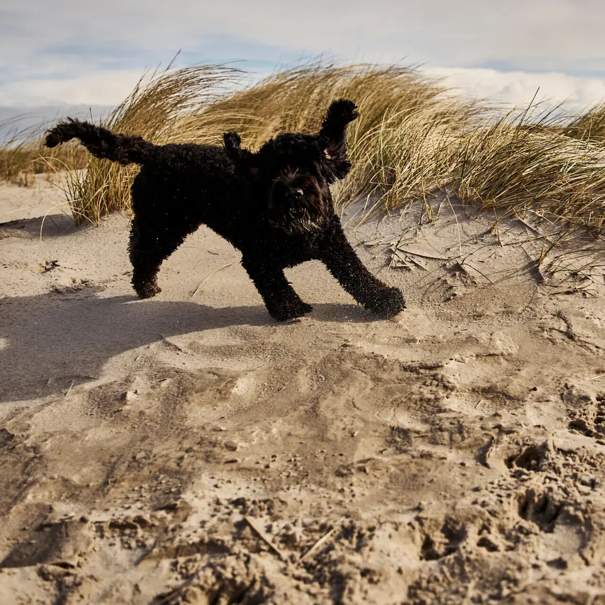 Ein Hund rennt zum Strand in St. Peter-Ording mit Dünen im Hintergrund.