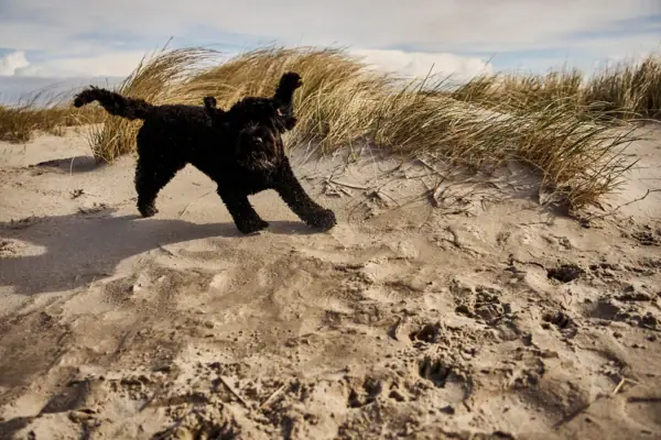 Hund am Strand St. Peter-Ording